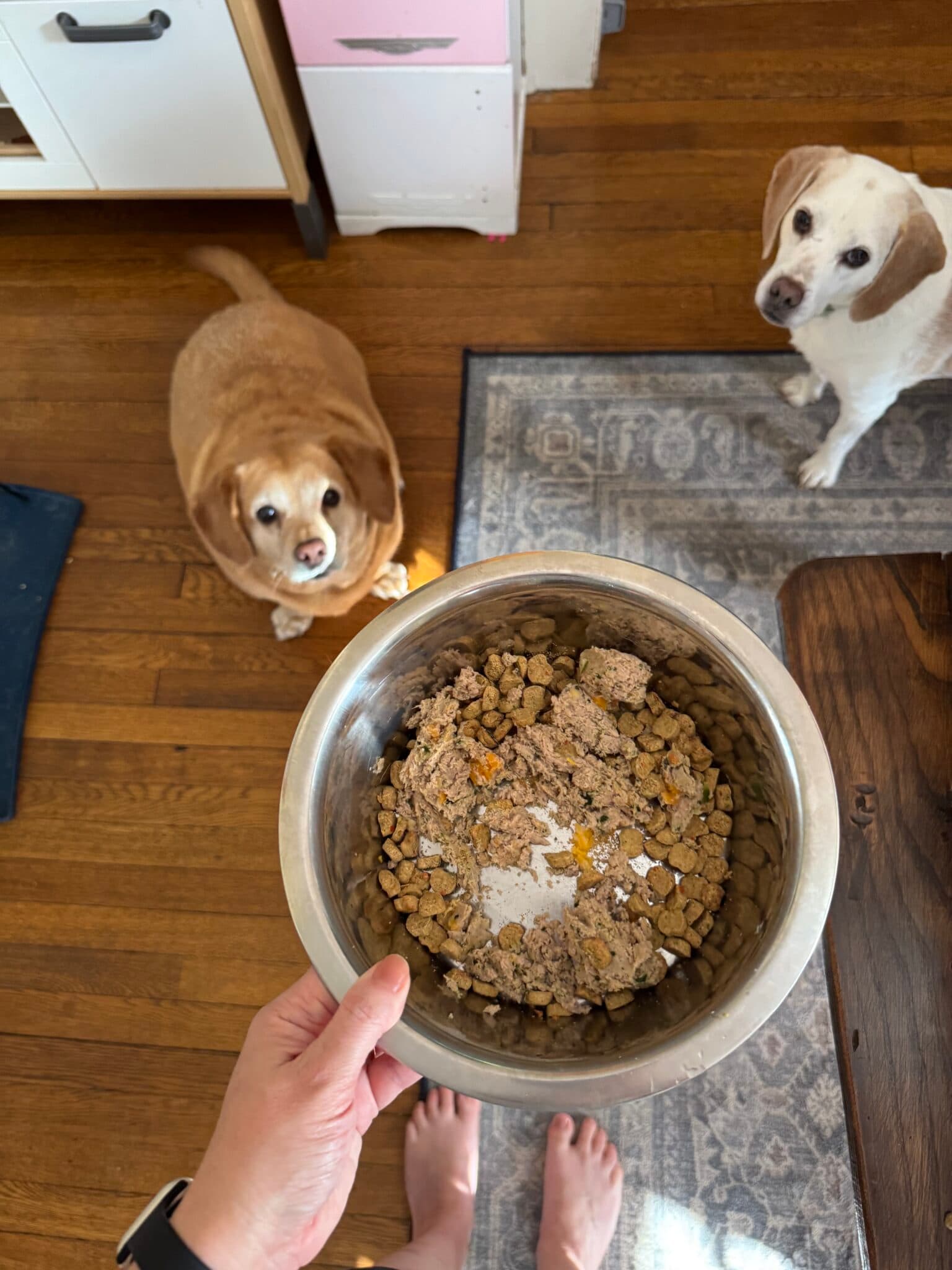 The Farmer's Dog Price vs Regular Dog Food: Which Is Worth It?