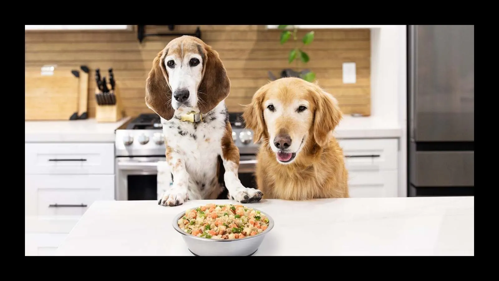 Dr Martys Dog Food: Boosting Immune Health Naturally