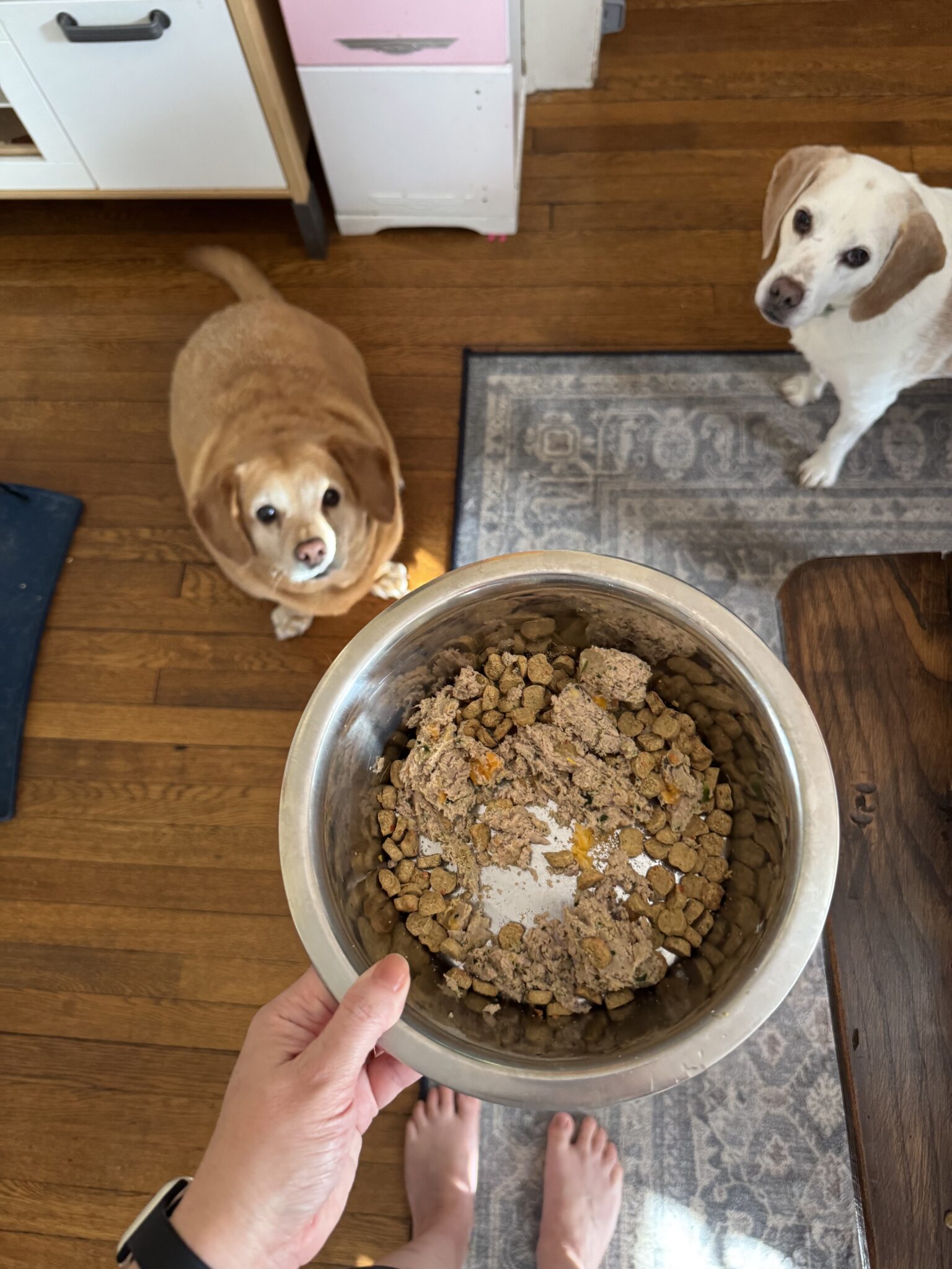 The Farmer's Dog Price vs Regular Dog Food: Which Is Worth It?
