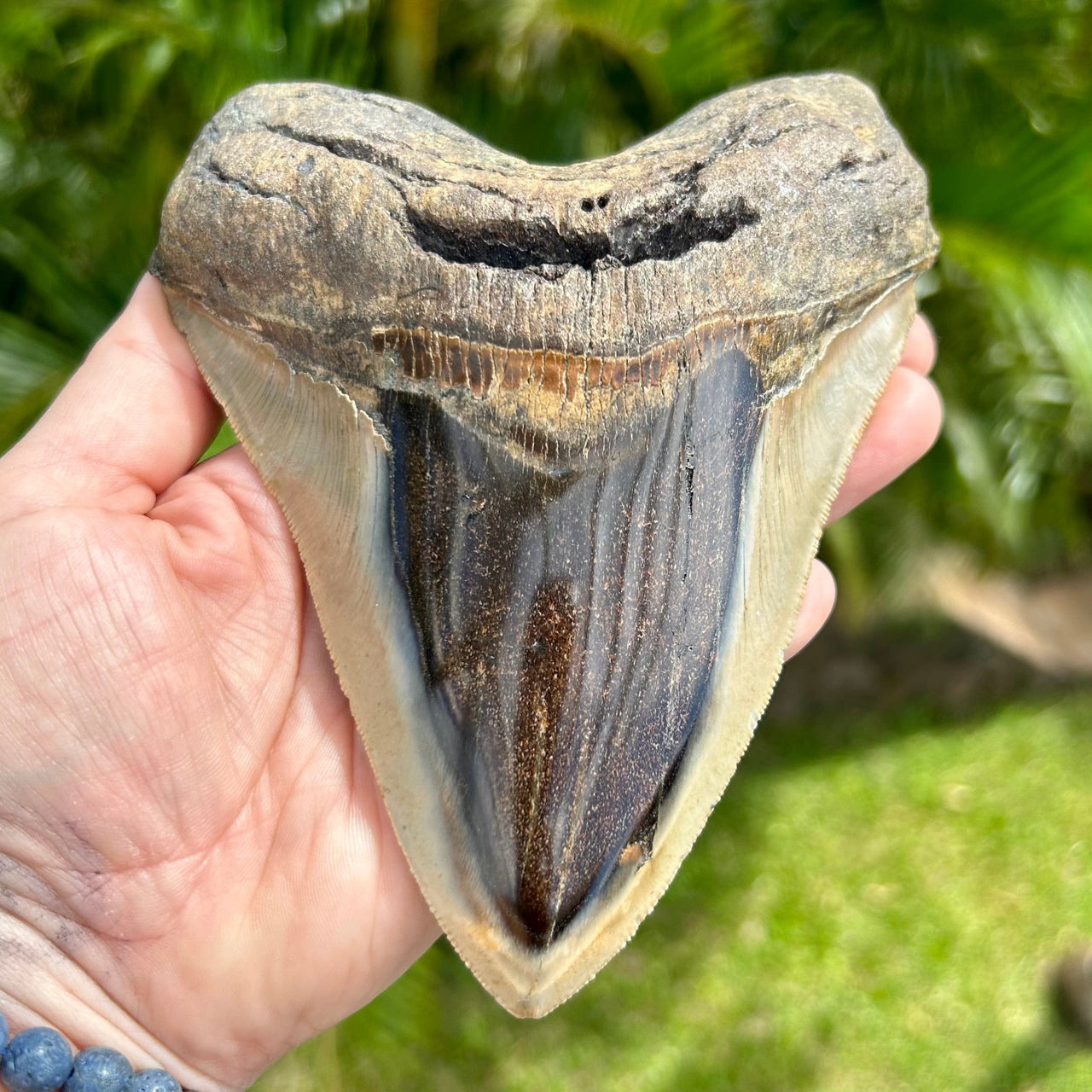 WHERE TO FIND AUTHENTIC MEGALODON TEETH ONLINE IN 2025