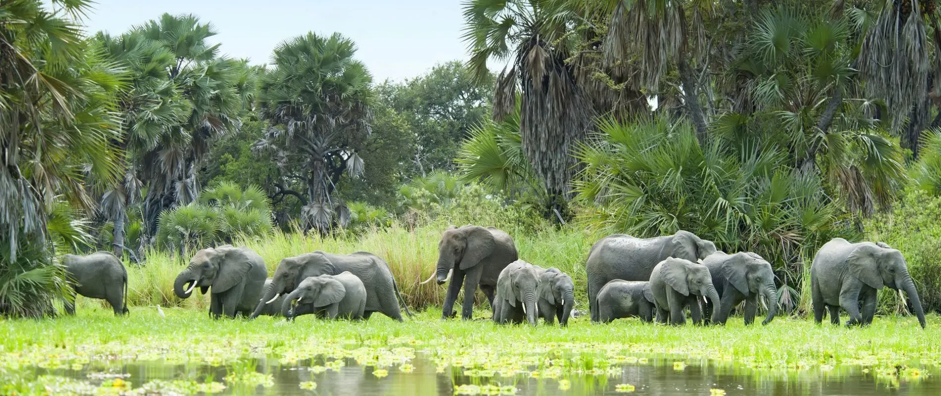 The Ultimate Nyerere National Park Tanzania Safari Experience