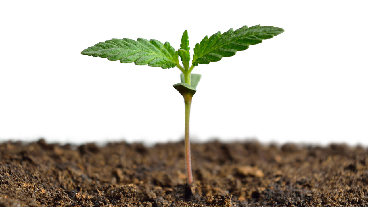 Cannabis Social Club – Safe Cannabis Social Club | Clubs Cannabis Madrid
