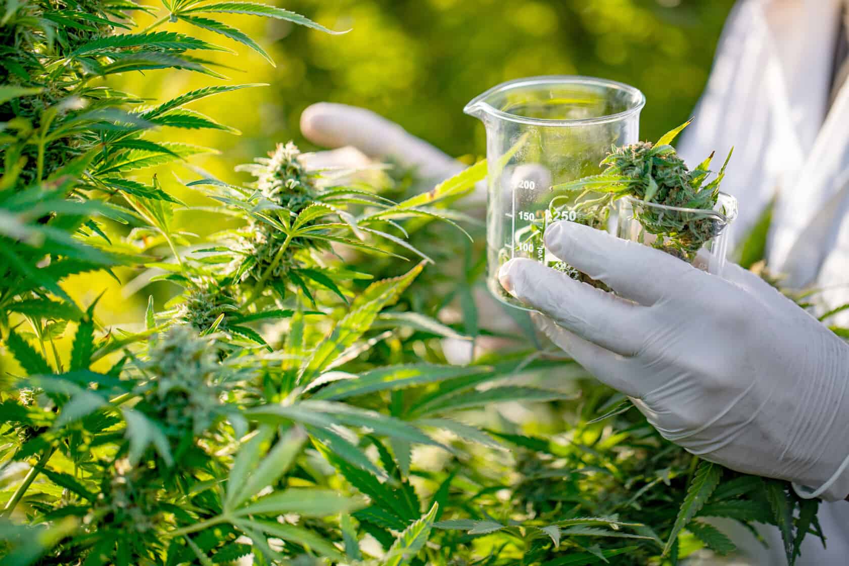 Miami Rave: Leading CBD Edible Brand in Miami