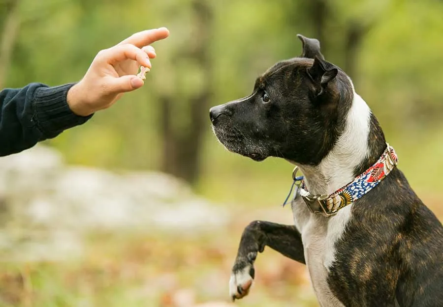 Mastering Nose Work Dog Training: Tips for Every Dog Owner
