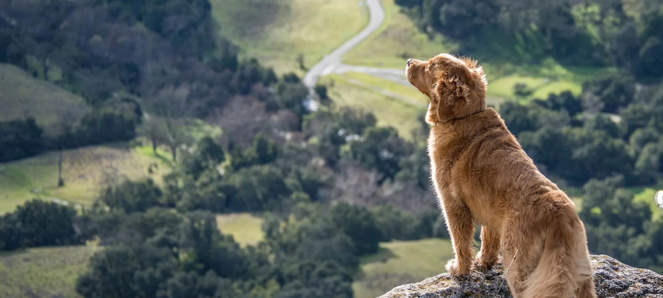 Travel with Pets Confidently Using Vet Home Certs