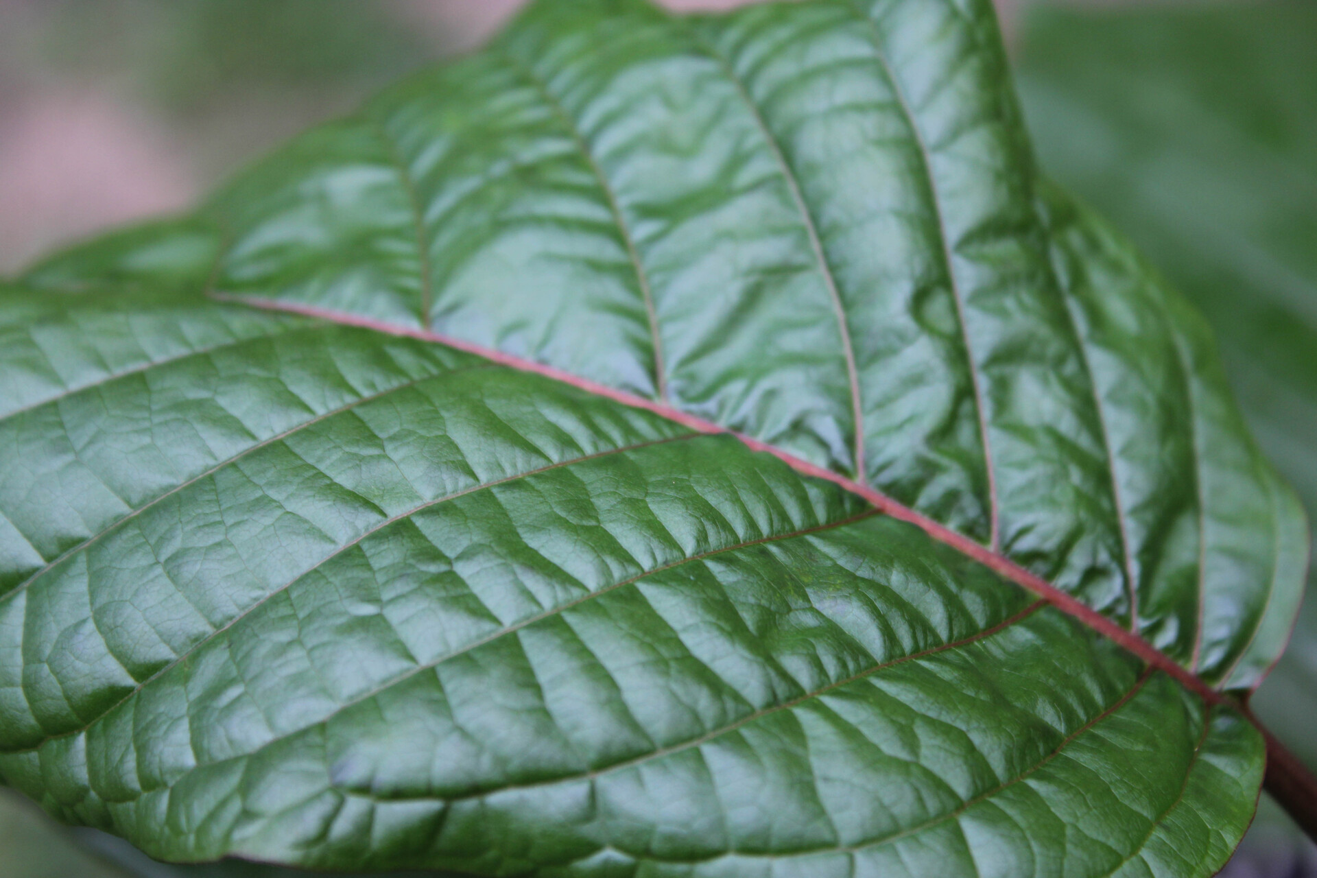 Where to Find the Best Kratom Tea in Chiang Mai