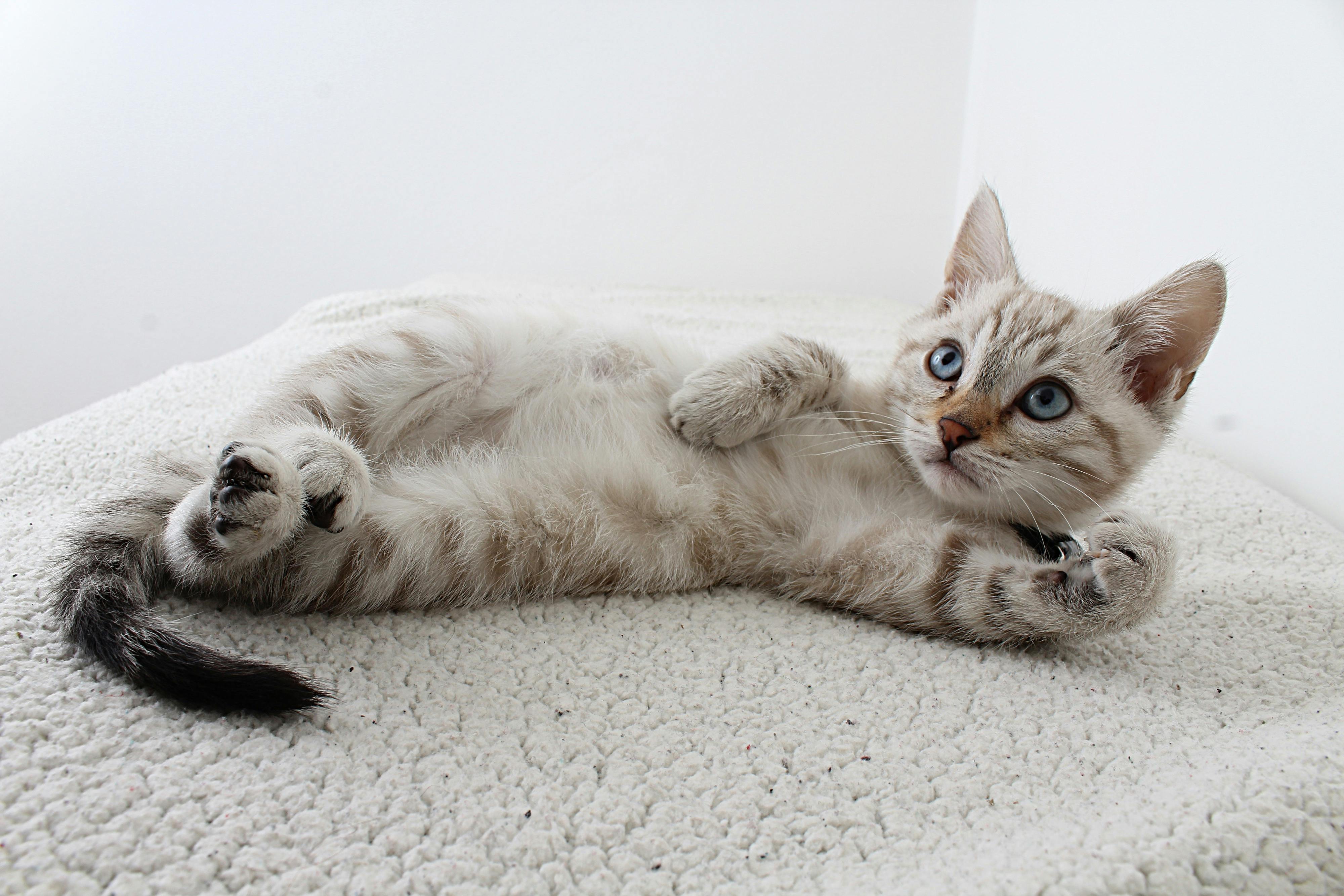 Maine Coon Kittens for Sale Sacramento Area at Amore Cattery