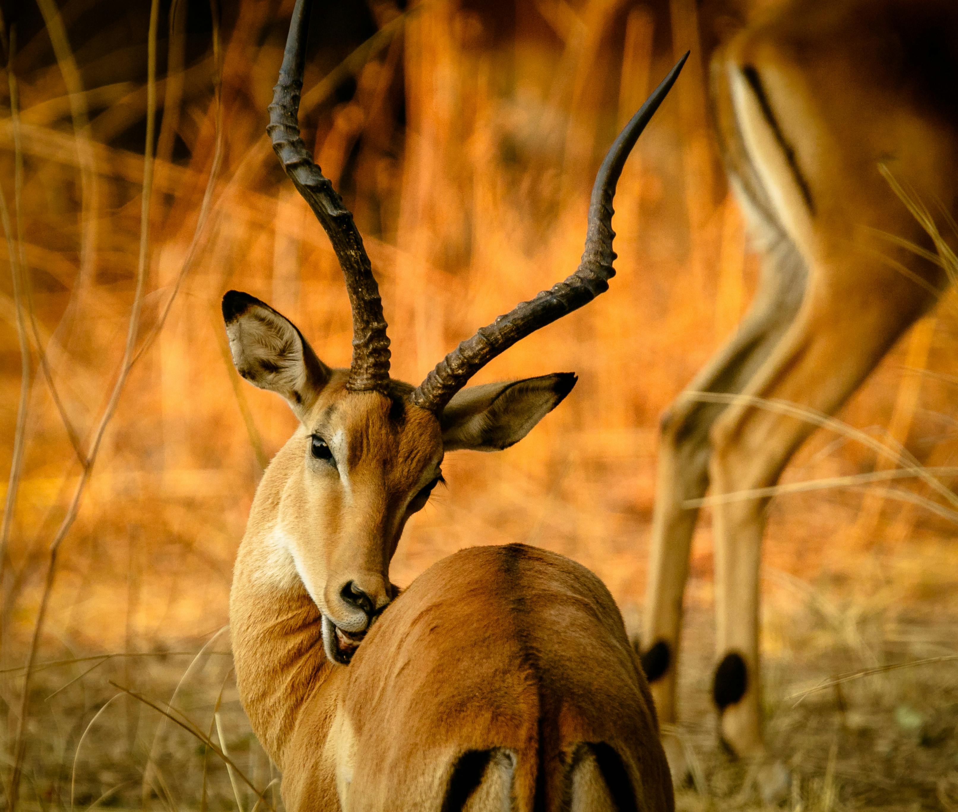 Explore the Best Kenya Safari Destinations: Maasai Mara &amp; Amboseli