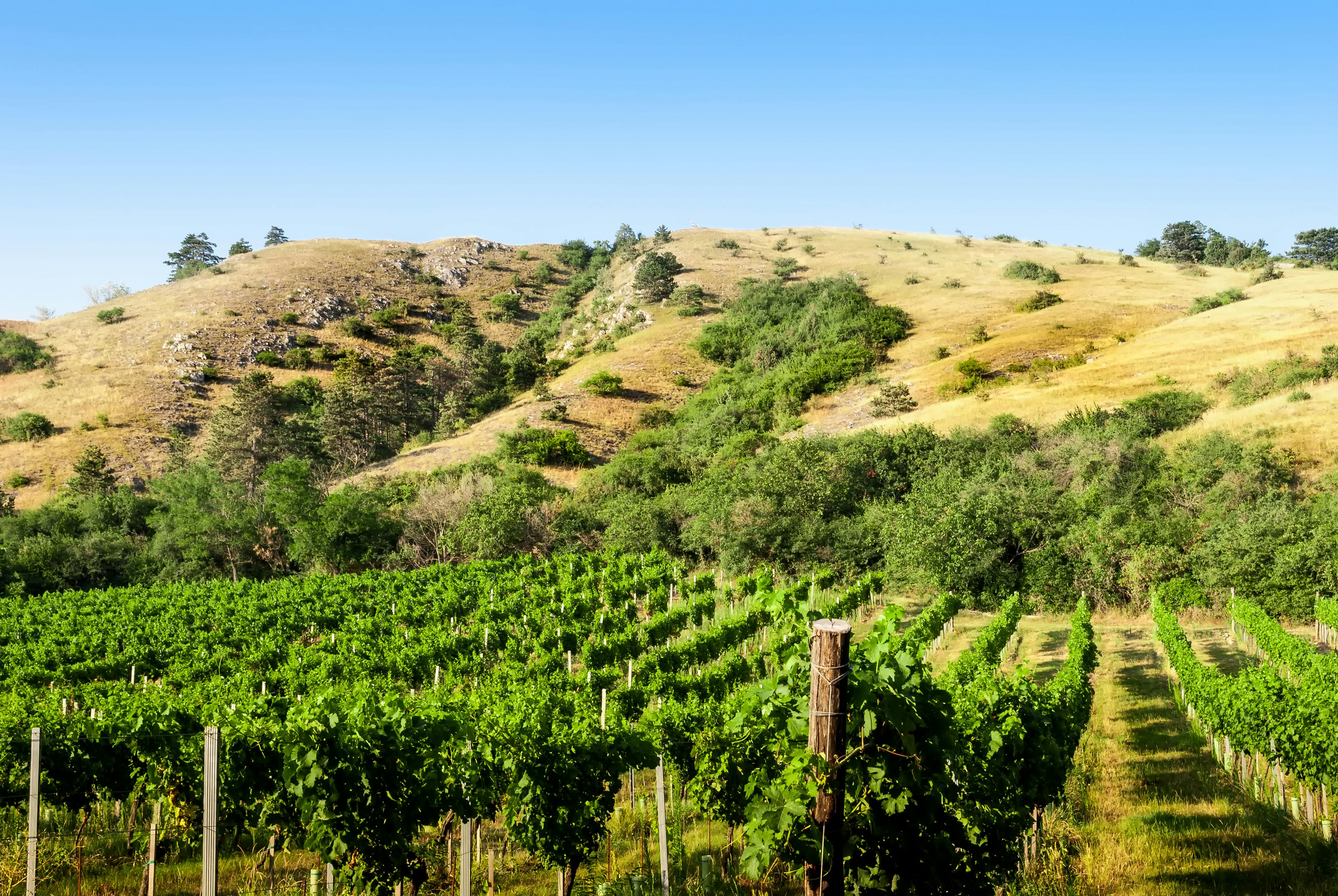 Behind the Scenes at a Boutique Winery Sacramento Offers