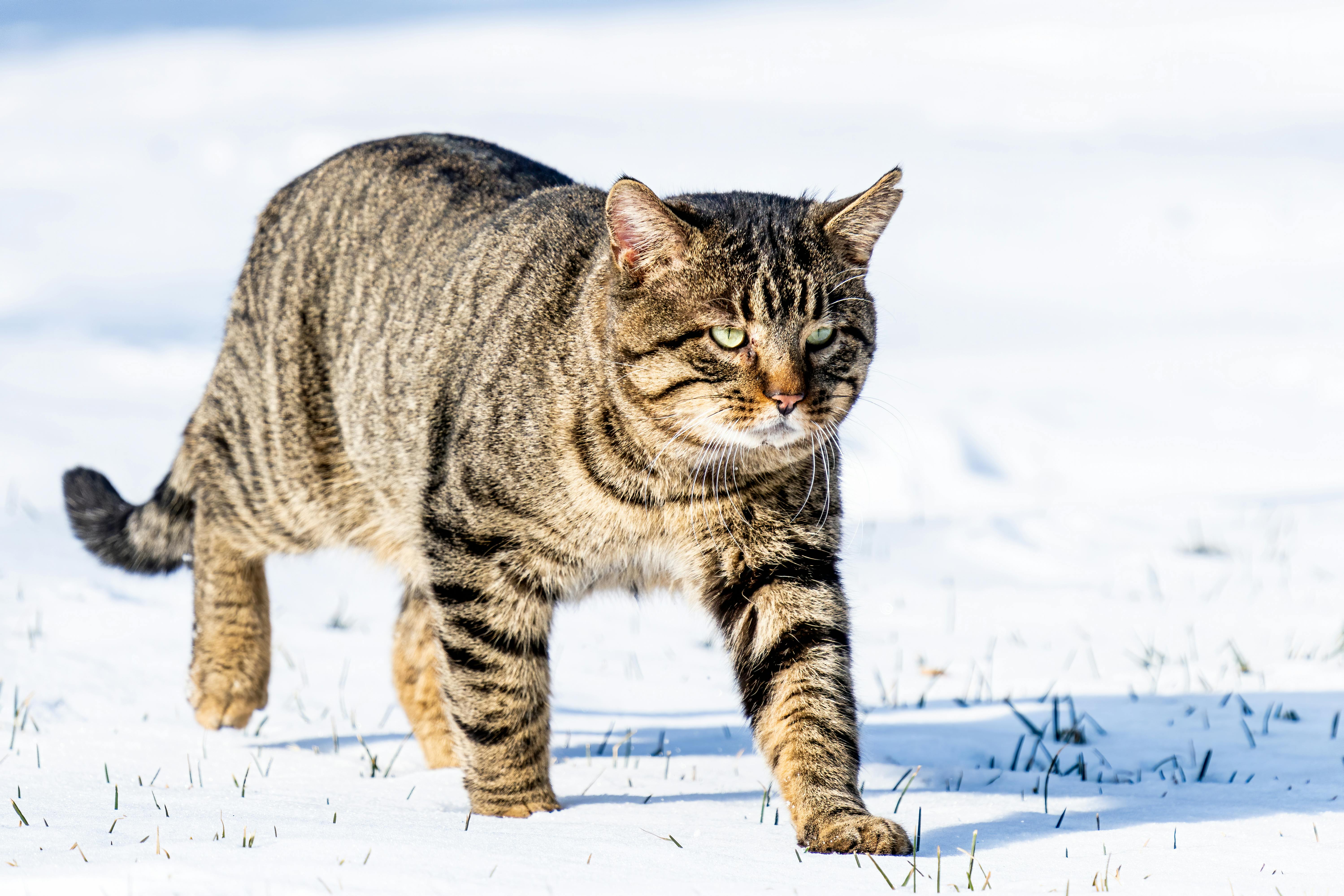 Maine Coon Cats for Sale Sacramento – Top Breeder Near You
