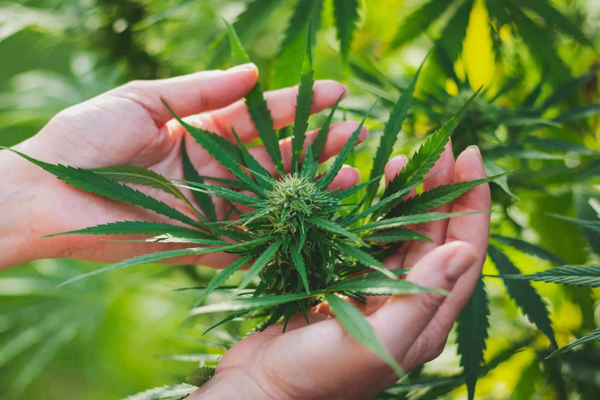 Bluetenbande – Cannabis neu erleben im Verein