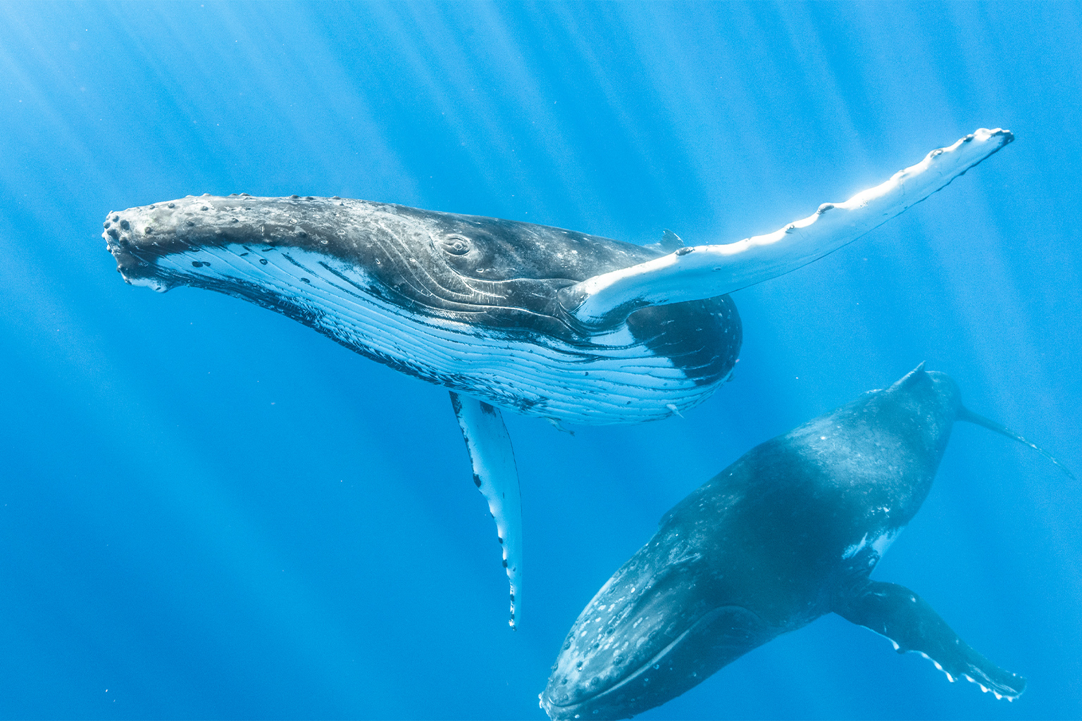 The Ocean’s Legal Identity: A-LAW with marianthi baklava Defining Change