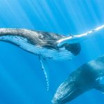 The Ocean’s Legal Identity: A-LAW with marianthi baklava Defining Change