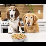 Dr Martys Dog Food: Boosting Immune Health Naturally