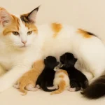 Bay Area’s Trusted Maine Coon Breeder | Amore Cattery