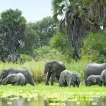 The Ultimate Nyerere National Park Tanzania Safari Experience