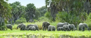 Selous-elephants-1900x1000-1-1900x800