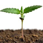 Cannabis Social Club – Safe Cannabis Social Club | Clubs Cannabis Madrid