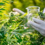 Miami Rave: Leading CBD Edible Brand in Miami