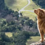 Travel with Pets Confidently Using Vet Home Certs