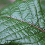 Where to Find the Best Kratom Tea in Chiang Mai