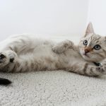 Maine Coon Kittens for Sale Sacramento Area at Amore Cattery