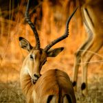 Explore the Best Kenya Safari Destinations: Maasai Mara & Amboseli