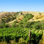 Behind the Scenes at a Boutique Winery Sacramento Offers