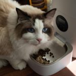 nacho cat food reviews