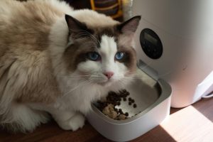 nacho cat food reviews