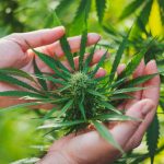 Bluetenbande – Cannabis neu erleben im Verein