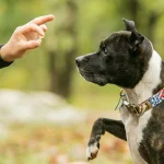 Mastering Nose Work Dog Training: Tips for Every Dog Owner