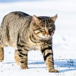 Maine Coon Cats for Sale Sacramento – Top Breeder Near You